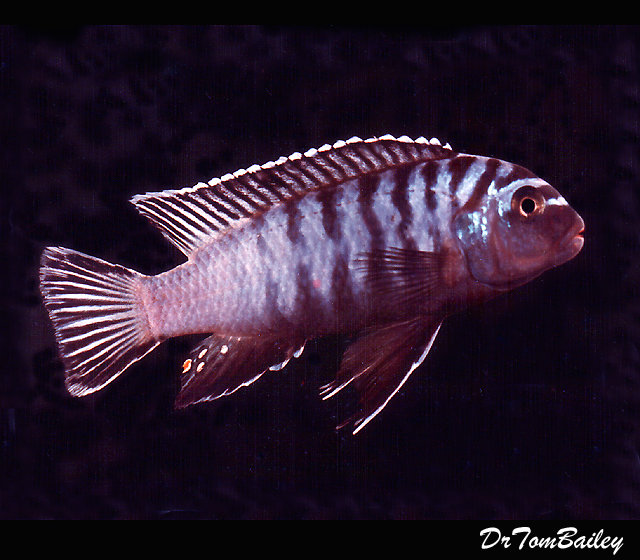 Premium Rare New, and Exciting Likoma Elongatus Mbuna Cichlid, on SALE