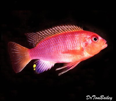 Premium Lake Malawi Aurora Mbuna Cichlid