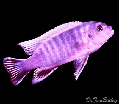 Premium Very Rare Lake Malawi Grafi Mbuna Cichlid