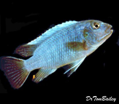 Premium Rare Lake Malawi Jacksoni Mbuna Cichlid