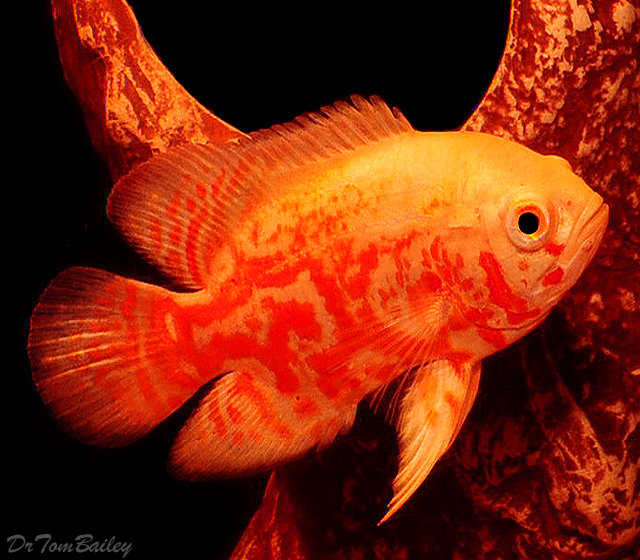 Premium Albino Tiger Oscar Cichlid, on SALE