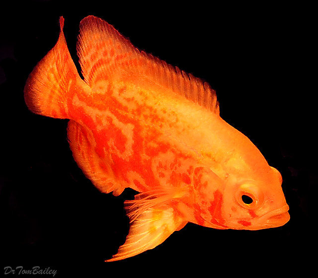 Premium Albino Tiger Oscar Cichlid
