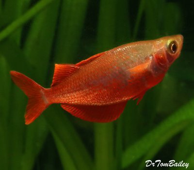 Premium Millennium Rainbowfish