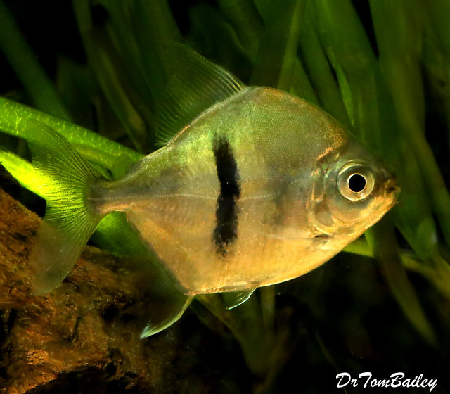 Premium WILD, Rare Black Bar Silver Dollar Fish