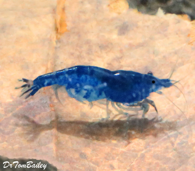 Premium Rare Blue Velvet Shrimp