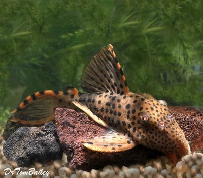 Premium WILD, Rare Three Beacon Plecostomus, L091