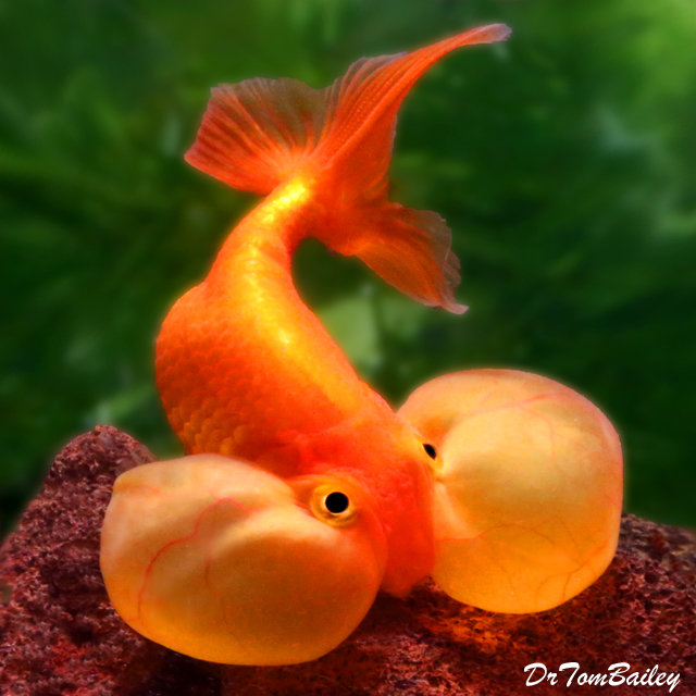 Premium Red Bubble-Eye Goldfish