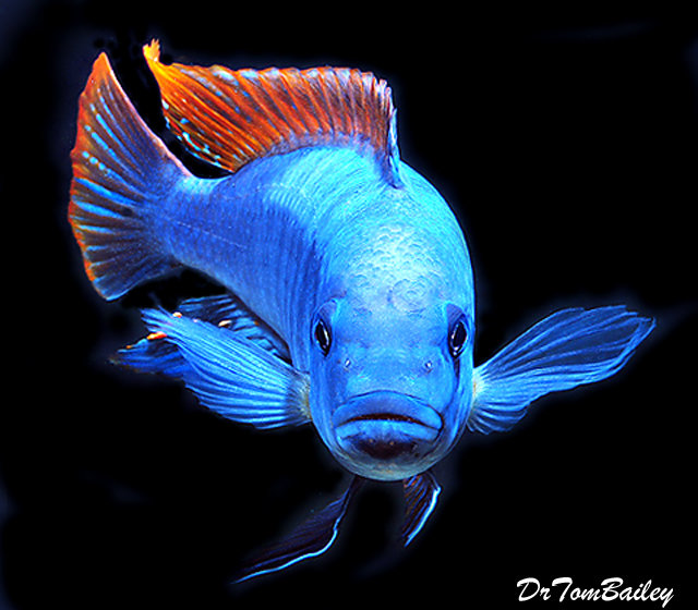 Premium Red Top Greshakei Cichlid