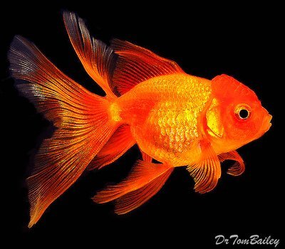 Premium Red Oranda Goldfish