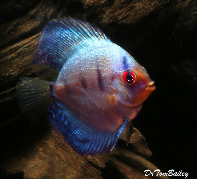 Premium Rare Brilliant Blue Discus