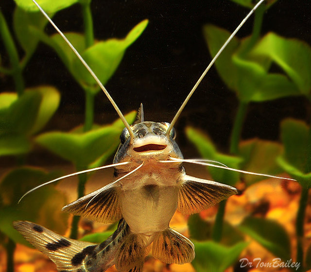 Premium WILD, Columbian Pimelodus Pictus Catfish