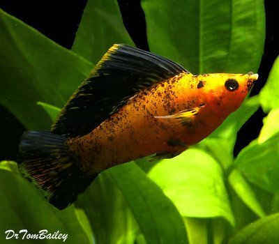 Premium MALE Sunset Marble Molly