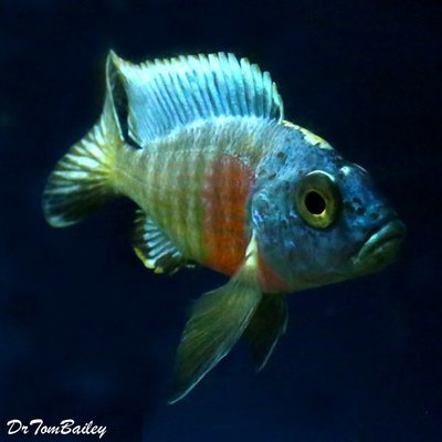 Premium Lake Malawi Turkis Peacock Cichlid