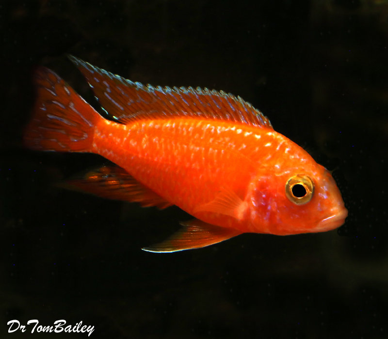 Premium Lake Malawi Dragon Blood Peacock Cichlid