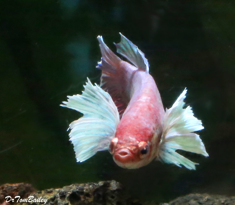 Premium FEMALE Rare Assorted Dumbo Ear Halfmoon Betta Fish
