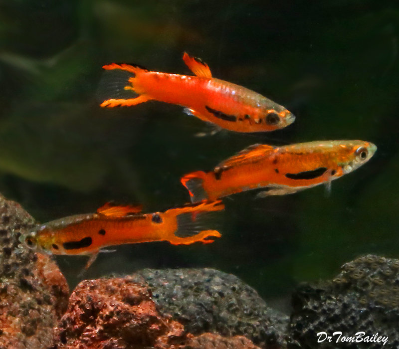 Premium MALE Rare Red Scarlet Endler&#39;s Livebearer, Nano Fish