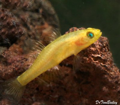 Premium Rare Freshwater Goby, Golden Rexi Goby, Nano Fish