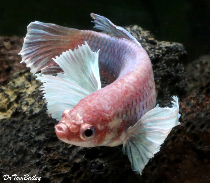 jumbo betta fish