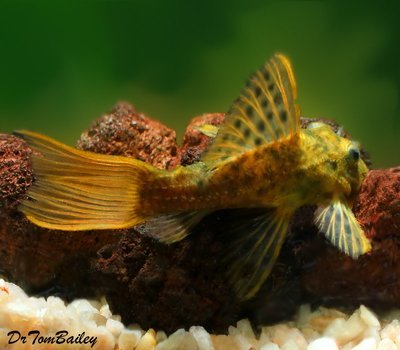 Premium WILD, Rare Spiny Cactus Plecostomus, L096.
One only has 1 eye. Another one is missing both eyes.
Reduced price!