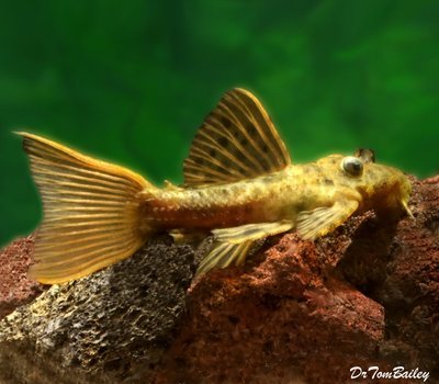 Premium WILD, Rare Spiny Monster Plecostomus Catfish, L096