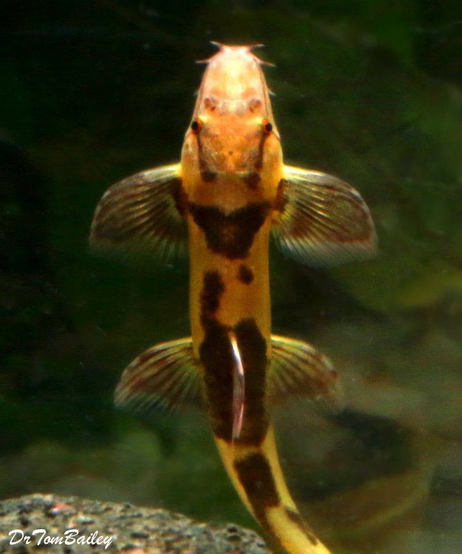 Premium Rare Gecko Loach, Homaloptera orthogoniata