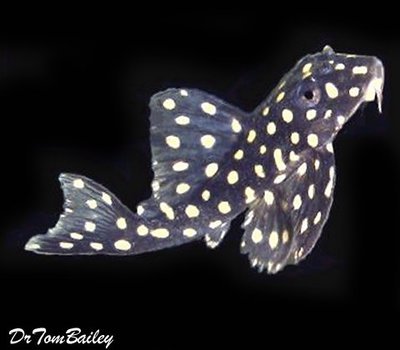 Premium WILD, Rare Galaxy Plecostomus, L007