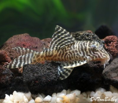 Premium WILD, Rare Scribble Pleco or Queen Arabesque Pleco, L260