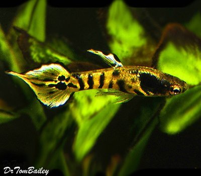 Premium MALE Rare Tiger Endler's Nano Fish
