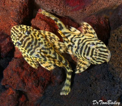 Premium WILD, Rare Leopard Frog Plecostomus, L134