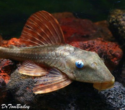 Premium WILD, Rare Blue Eye, Red Fin Pleco, L-137