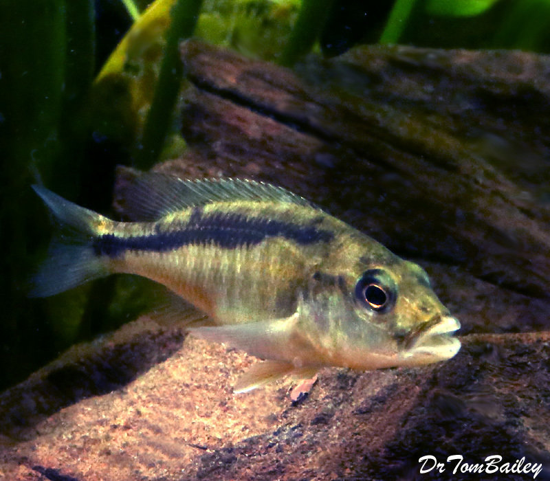 Premium New Rare, Lake Malawi Trout, Champsochromis caeruleus Cichlid