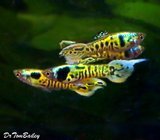 Premium MALE Rare Tiger Endler&#39;s Nano Fish, on SALE