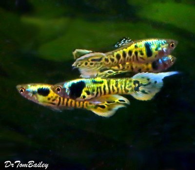 Premium MALE Rare Tiger Endler's Nano Fish, on SALE