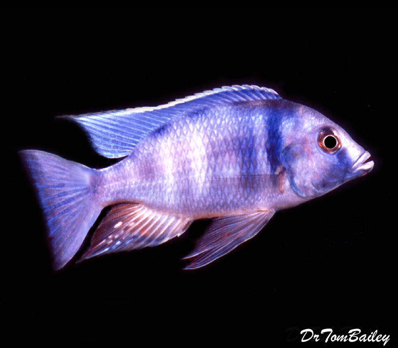 Premium Lake Malawi Deep Water Hap, Placidochromis electra