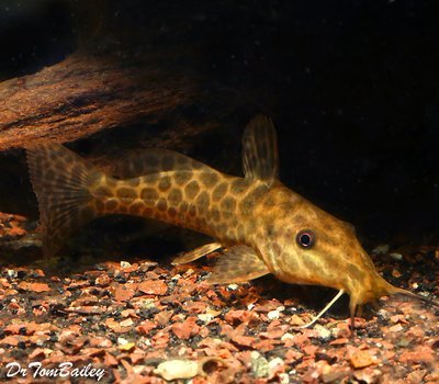 Premium Rare WILD Giraffe Catfish