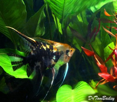 Premium Marbled Angelfish