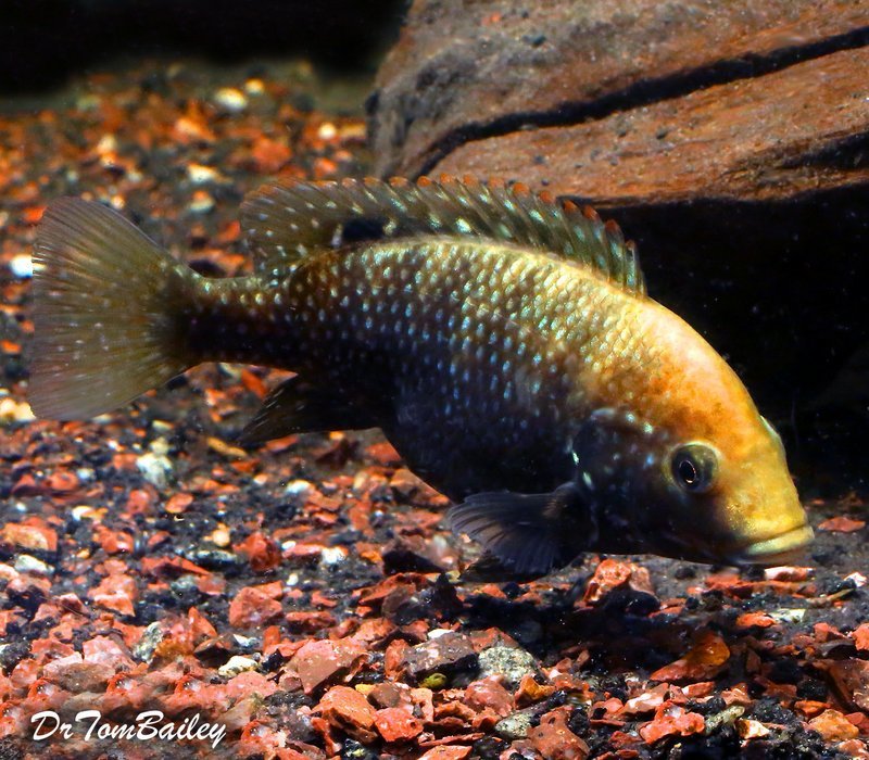 Premium WYSIWYG Very Rare New, Danakilia Shukoray Cichlid