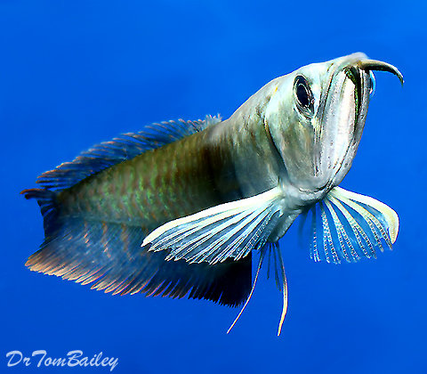 Premium Rare WILD Blue Arowana, Osteoglossum ferreirai, on Sale, save $50+,
was $349.99, buy 2 for $289.99/each or 3 for $279.99/each