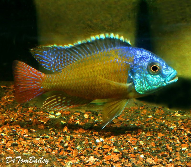 Premium Ndiwe Fire Hap from Lake Malawi