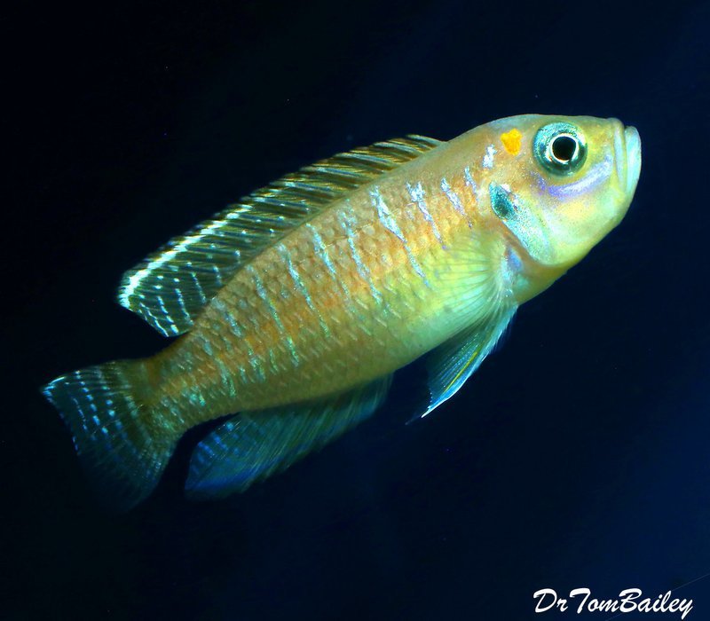 Premium Rare Brevis Shell Dwelling Cichllid from Kigoma on Lake Tanganyika Cichlid