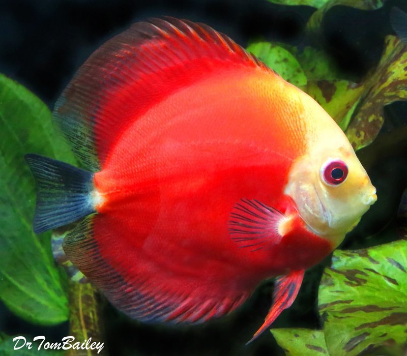 Premium Red Marlboro Discus