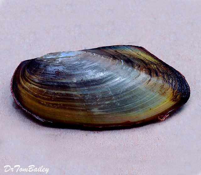 Premium Freshwater Flat Clam, on SALE