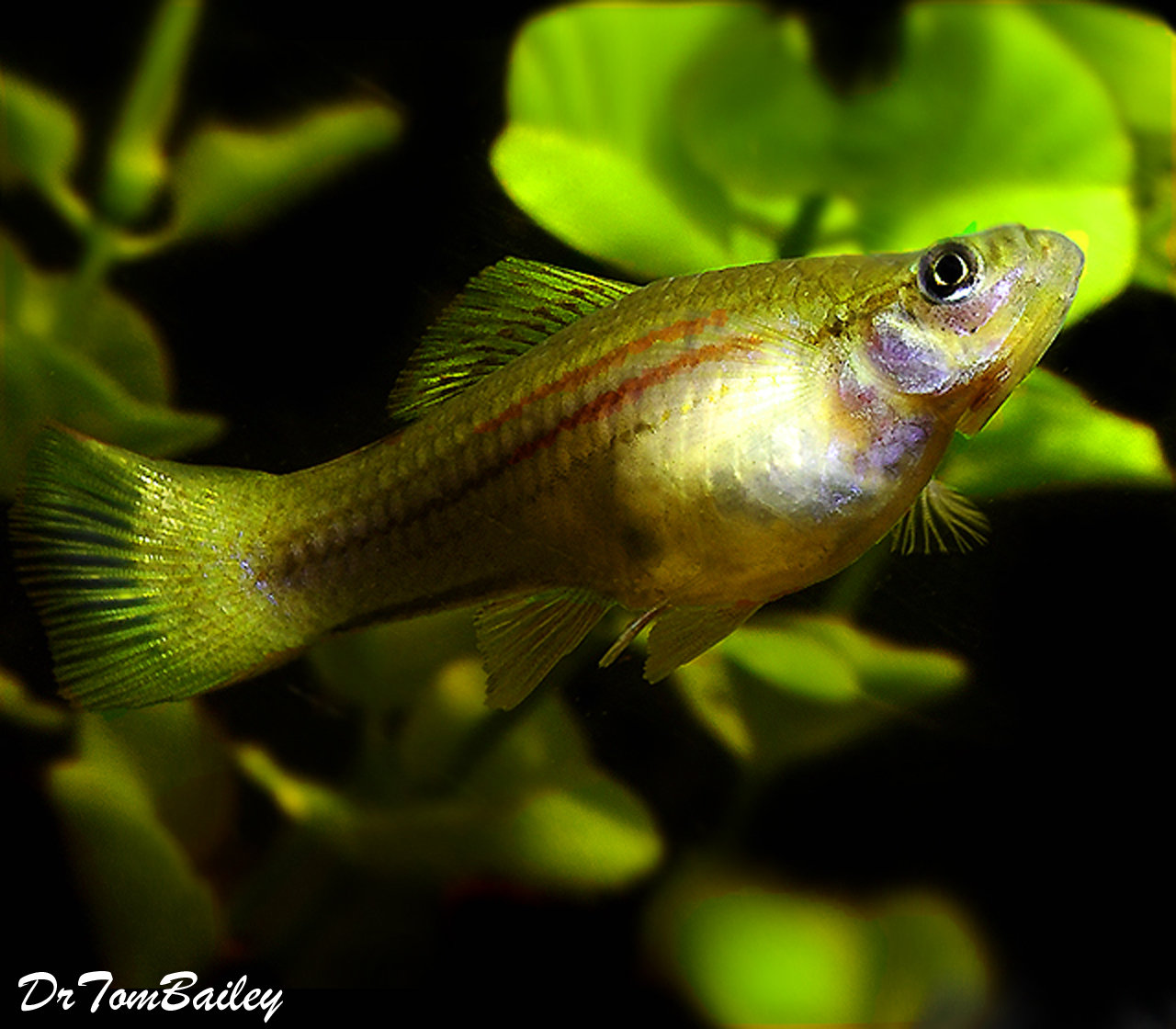 Premium Green Swordtail
