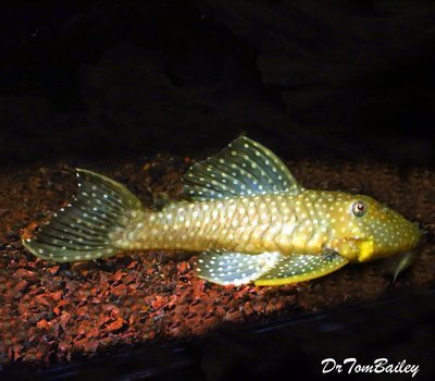 Premium WILD, Rare Speckled Chubby Plecostomus, L028