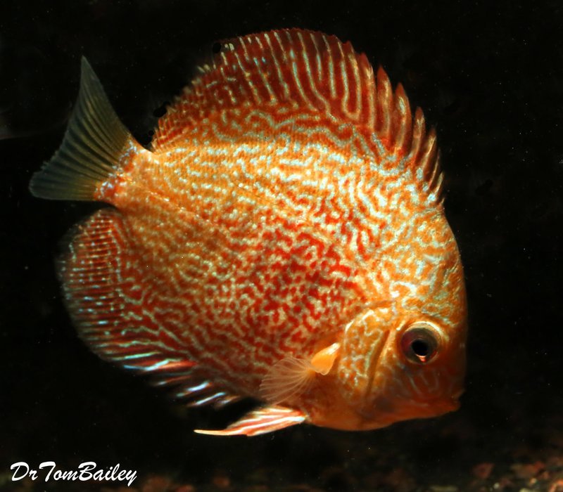 Premium Pigeon Blood Snakeskin Discus