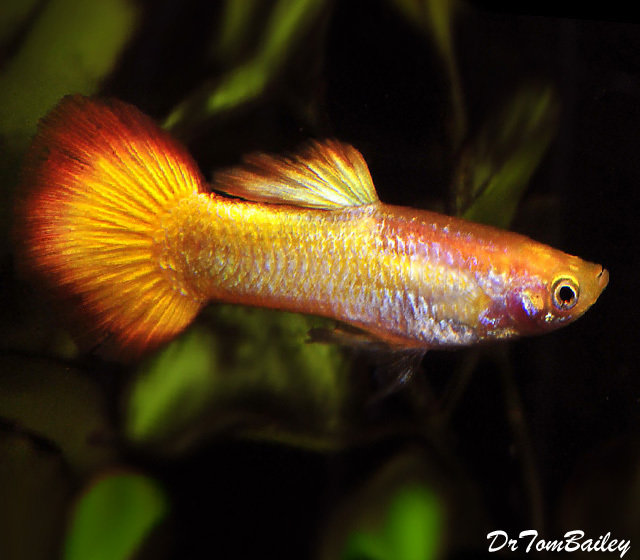 Premium MALE Tequila Sunrise Fancy Guppy, on SALE