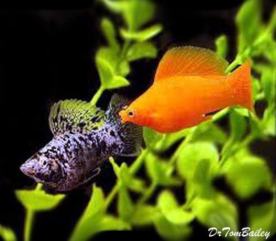 Premium MALE Assorted Sailfin Molly