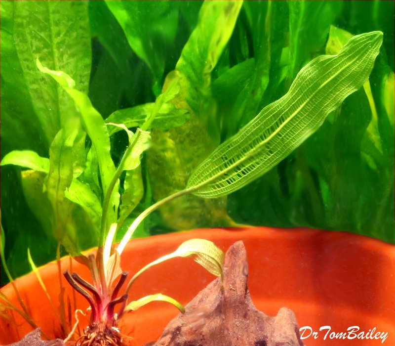 Premium and New, Live Madagascar Plant Bulb, Aponogeton madagascariensis