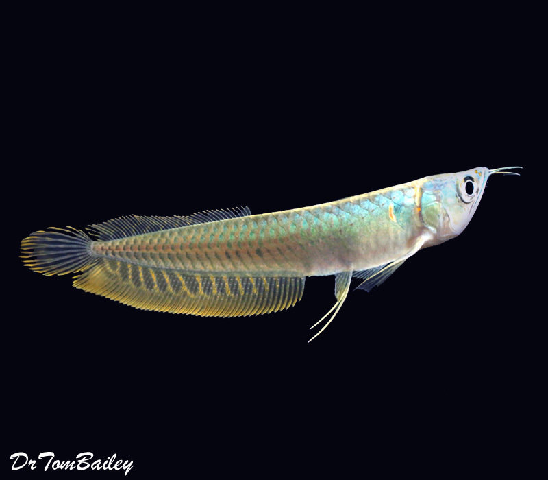 Premium Silver Arowana