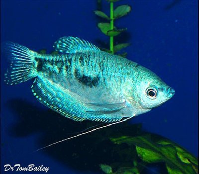 Premium Opaline Gourami